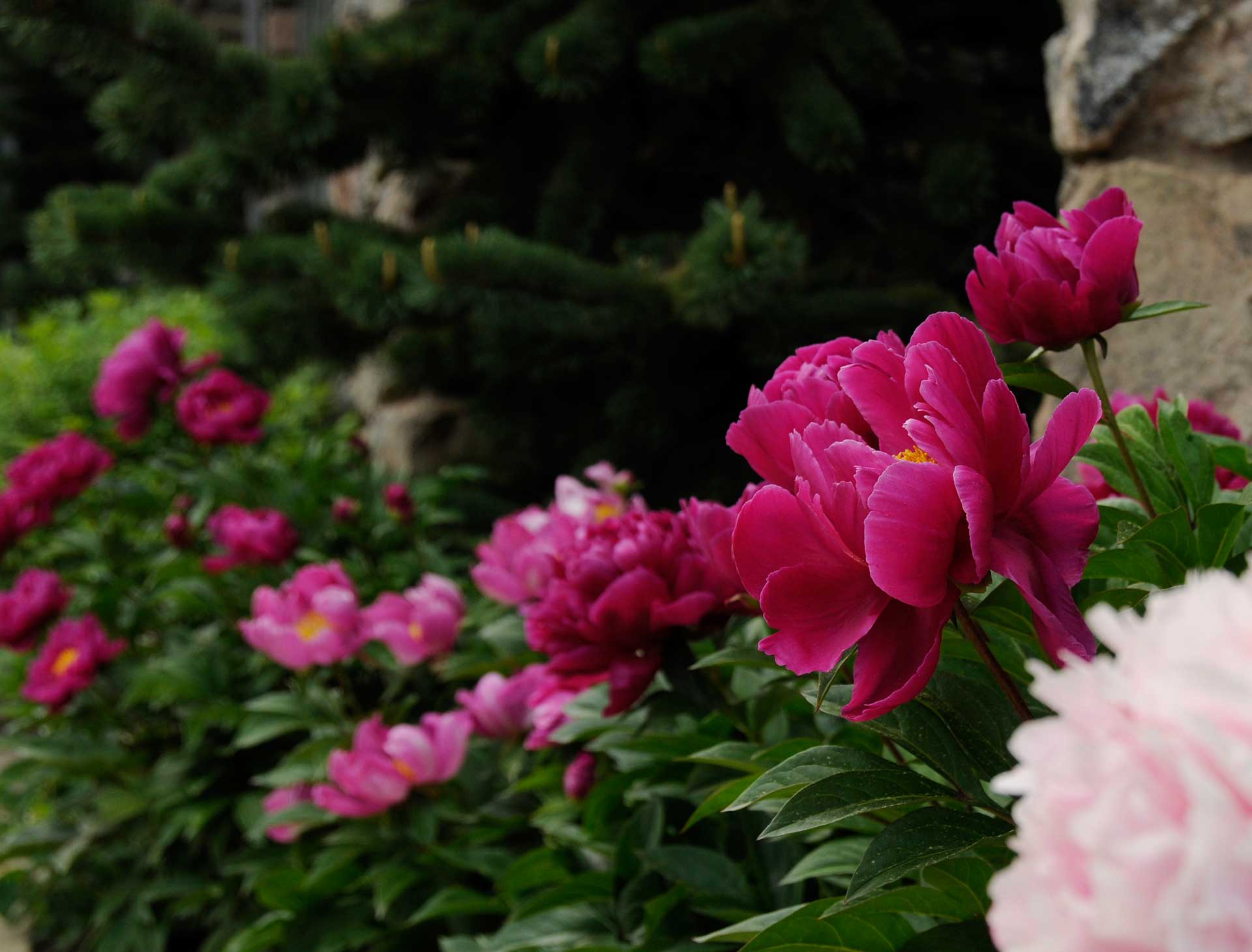 flower-gardens