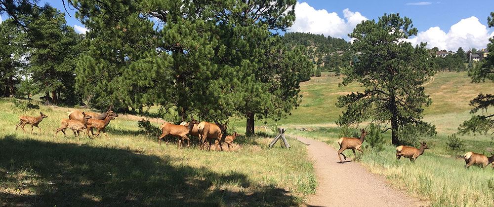 elk-meadow-park